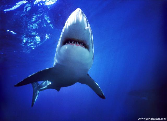 ocean-life-464