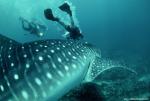 ocean-life-466