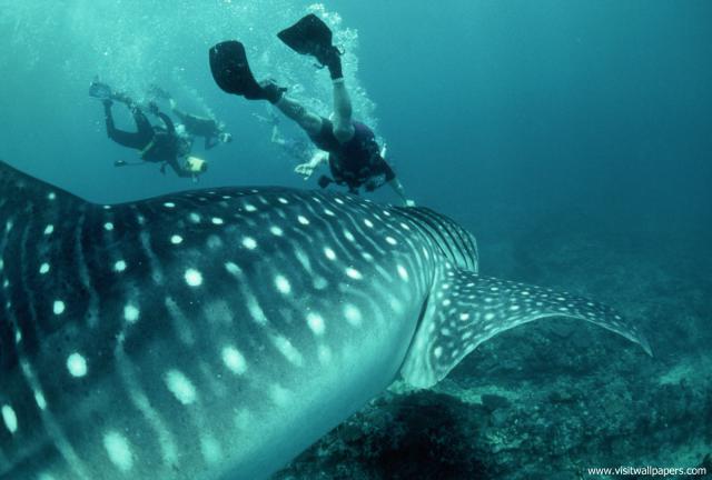 ocean-life-466