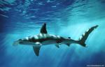ocean-life-469