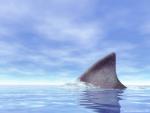ocean-life-470