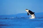 ocean-life-471