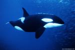 ocean-life-472