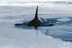 ocean-life-474