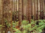 New_Zealand_081