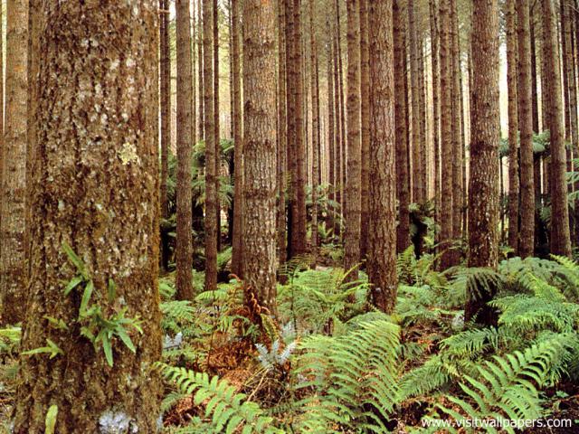 New_Zealand_081