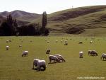 New_Zealand_090