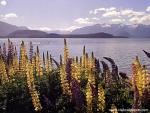 New_Zealand_119