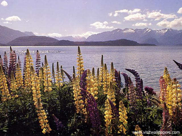 New_Zealand_119