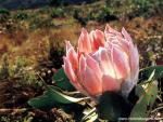 africa_043