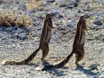africa_047