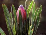 africa_054