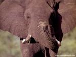 africa_081