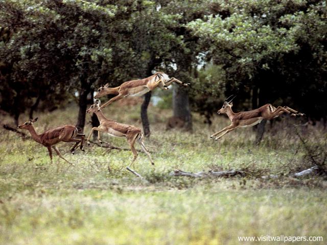 africa_088