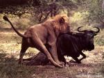 africa_091