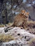 africa_093