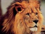 Lion_22
