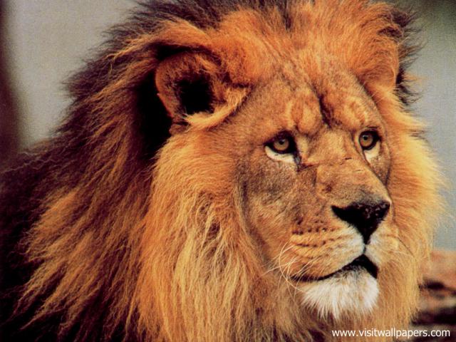 Lion_22