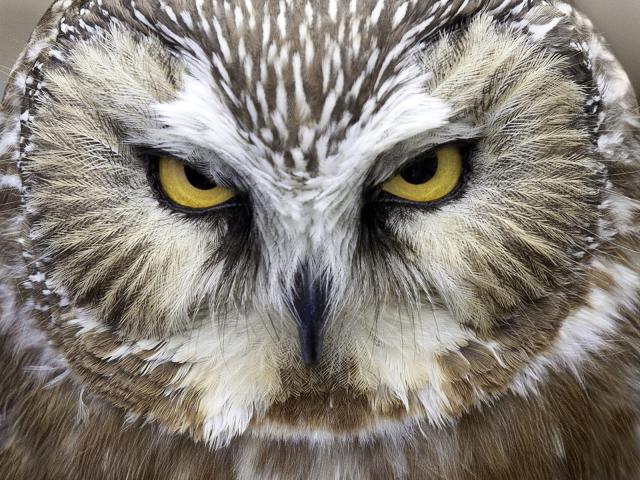 Saw-Whet_Owl