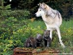 Animals_373