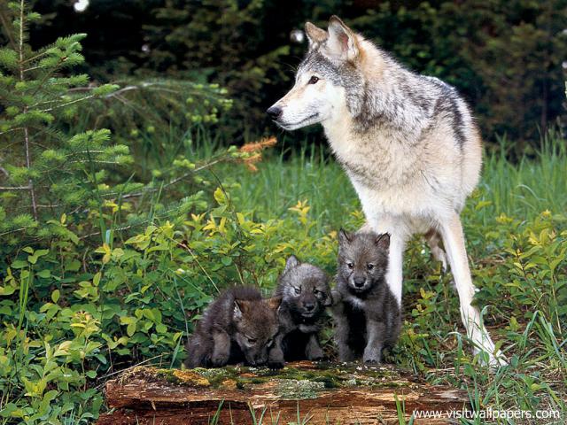 Animals_373