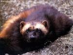 Animals_377