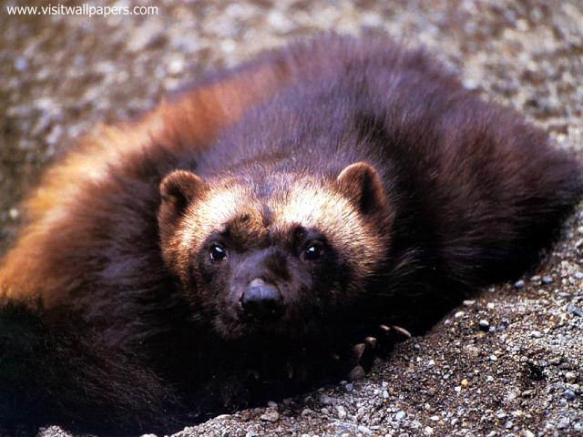 Animals_377