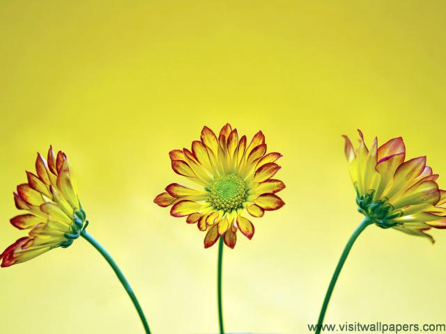 Yellow_Chrysanthemum