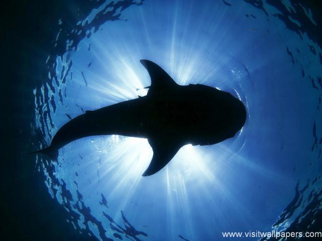 ocean-life-475