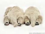 Dog_Tired