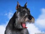 A_Yawning_Schnauzer