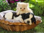 Basket_Buddies