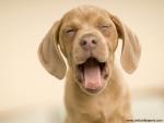 Big_Yawn