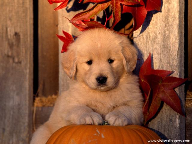 dog_465