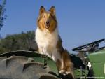 dog_466