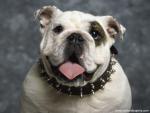dog_467