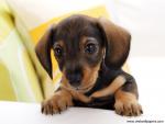 Dachshund_03