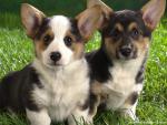 Corgi_Puppies