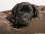 Brown-Eyed_Girl