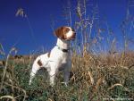 Brittany_Spaniel