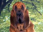 Bloodhound