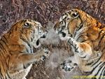 Tiger_43