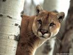 A_Watchful_Cougar_01