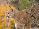 A_Watchful_Cougar_02