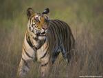 Tiger_45