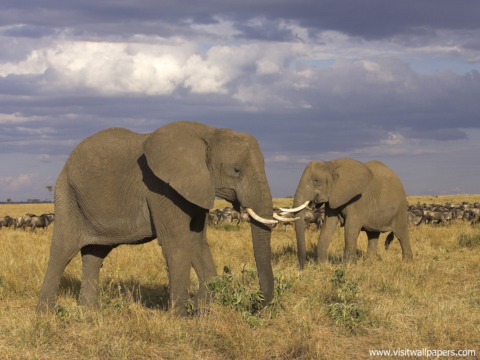 Animals_380
