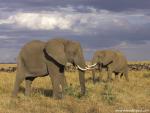 Animals_380