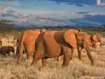 Animals_381