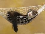 Animals_384