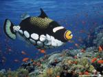 ocean-life-477